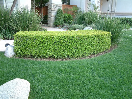 Buxus sempervirens American Boxwood - STD 5 Gallon