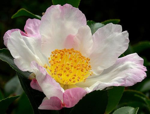 Camellia sasanqua 'Hana Jiman' Hana Jiman Camellia Espalier (7g) ESP