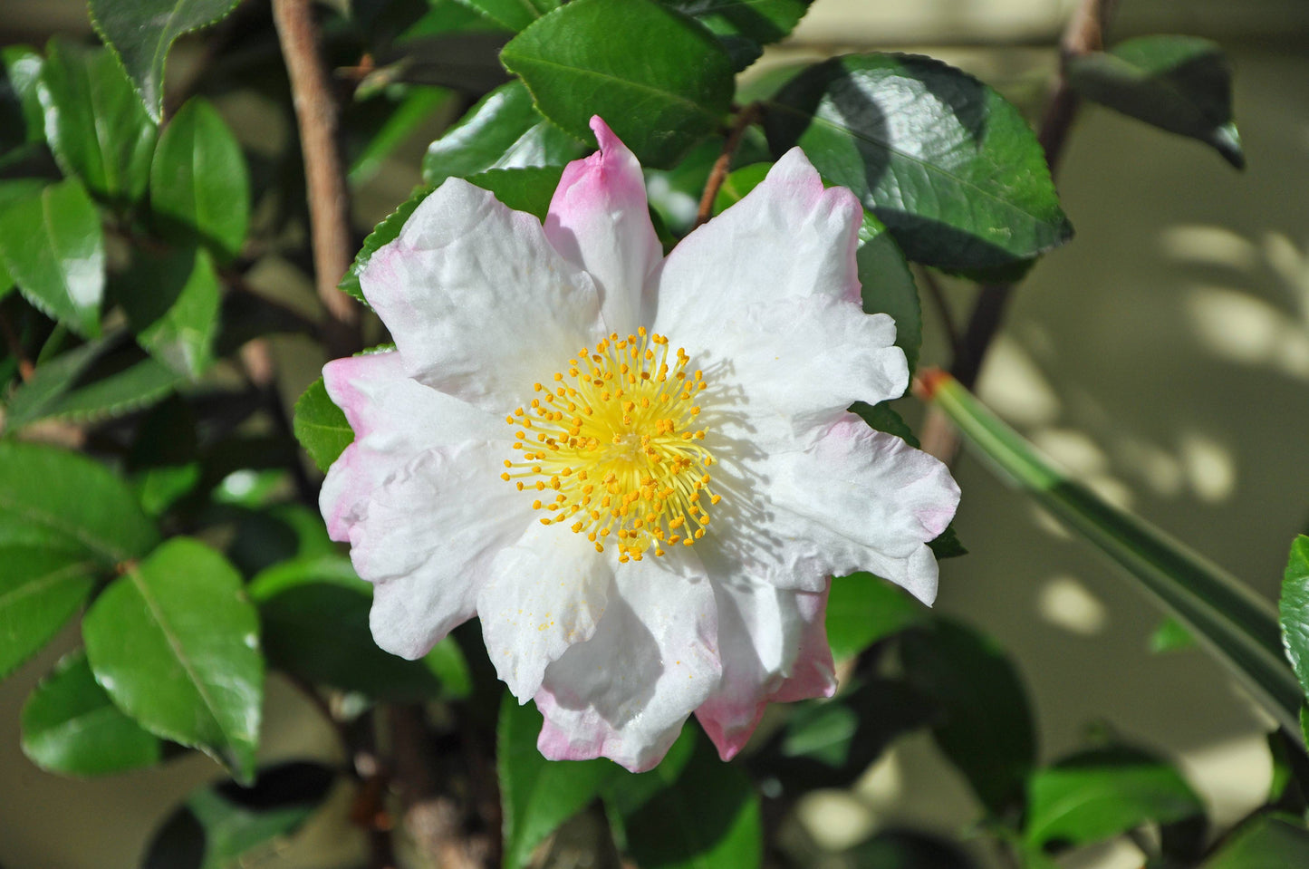Camellia sasanqua 'Hana Jiman' Hana Jiman Camellia Espalier (7g) ESP