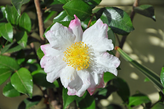 Camellia sasanqua 'Hana Jiman' Hana Jiman Camellia Espalier (7g) ESP