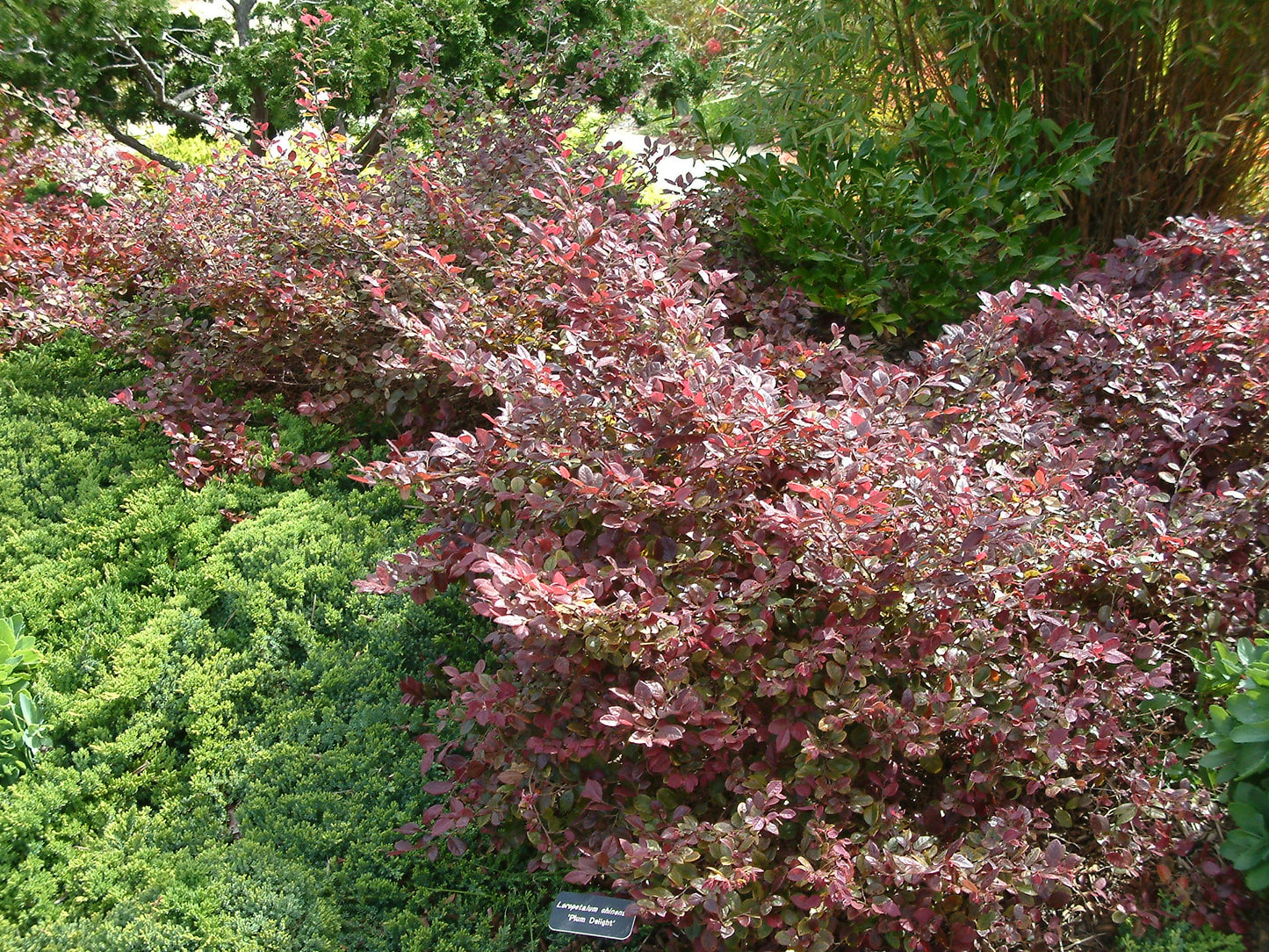 Loropetalum chinense 'Plum Delight' Plum Delight Chinese Fringe 7 Gallon