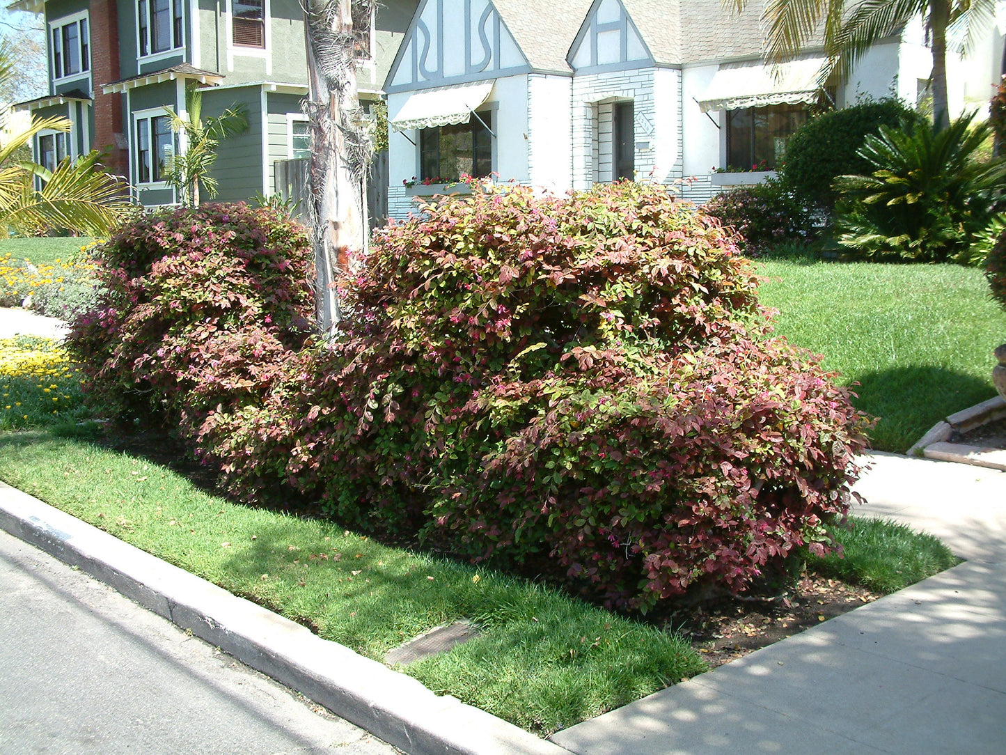 Loropetalum chinense 'Plum Delight' Plum Delight Chinese Fringe 7 Gallon