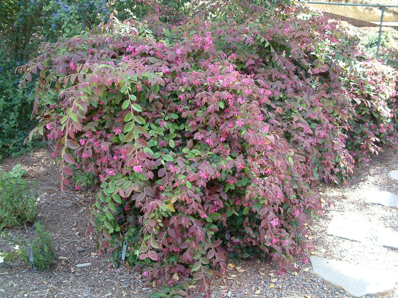 Loropetalum chinense 'Plum Delight' Plum Delight Chinese Fringe 7 Gallon