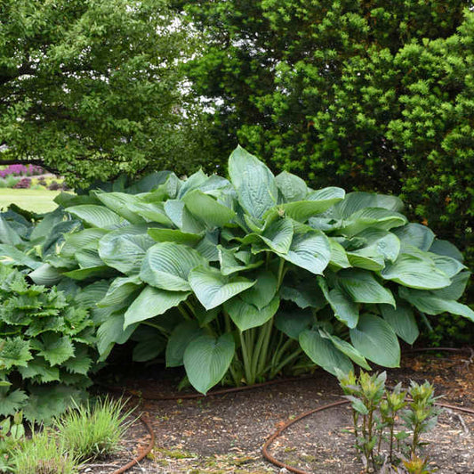 Hosta 'Empress Wu' PP20774 Shadowland™ Empress Wu Hosta