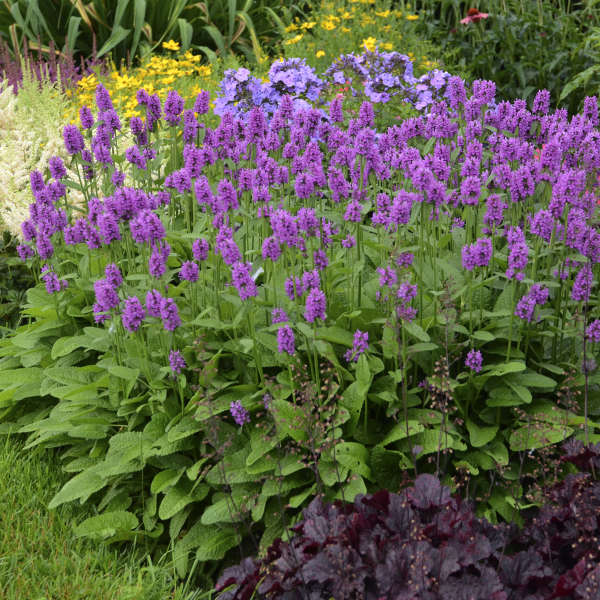 Stachys monieri 'Hummelo' 1g