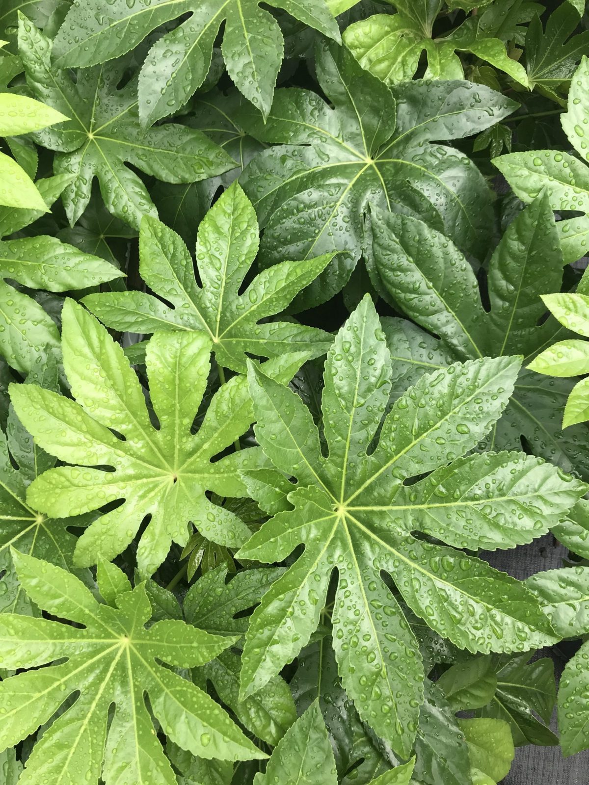 Fatsia Japonica Japanese Aralia 3g