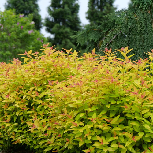 Double Play® Candy Corn™ Spirea 3g