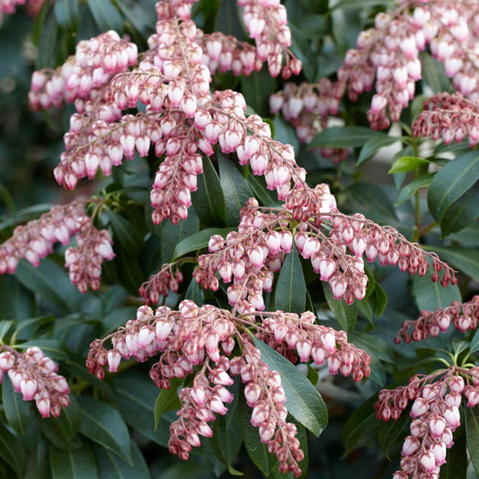 Pieris japonica 'Katsura' PP15452 Katsura Japanese Pieris