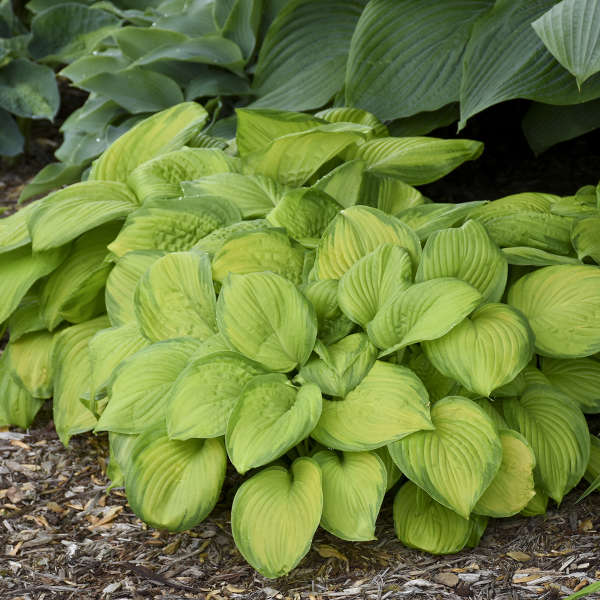 Hosta 'Stained Glass' Stained Glass Hosta