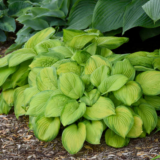 Hosta 'Stained Glass' Stained Glass Hosta