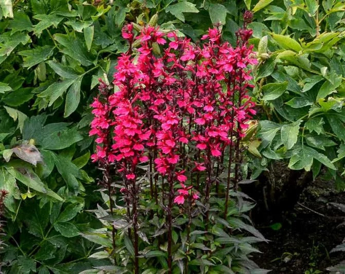 Lobelia x speciosa Starship™ Burgundy Cardinal Flower (Gallon)