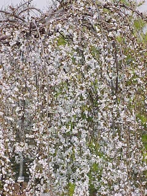 Prunus x 'Snowfozam' Snow Fountain® Weeping Cherry Serpentine 15 Gallon