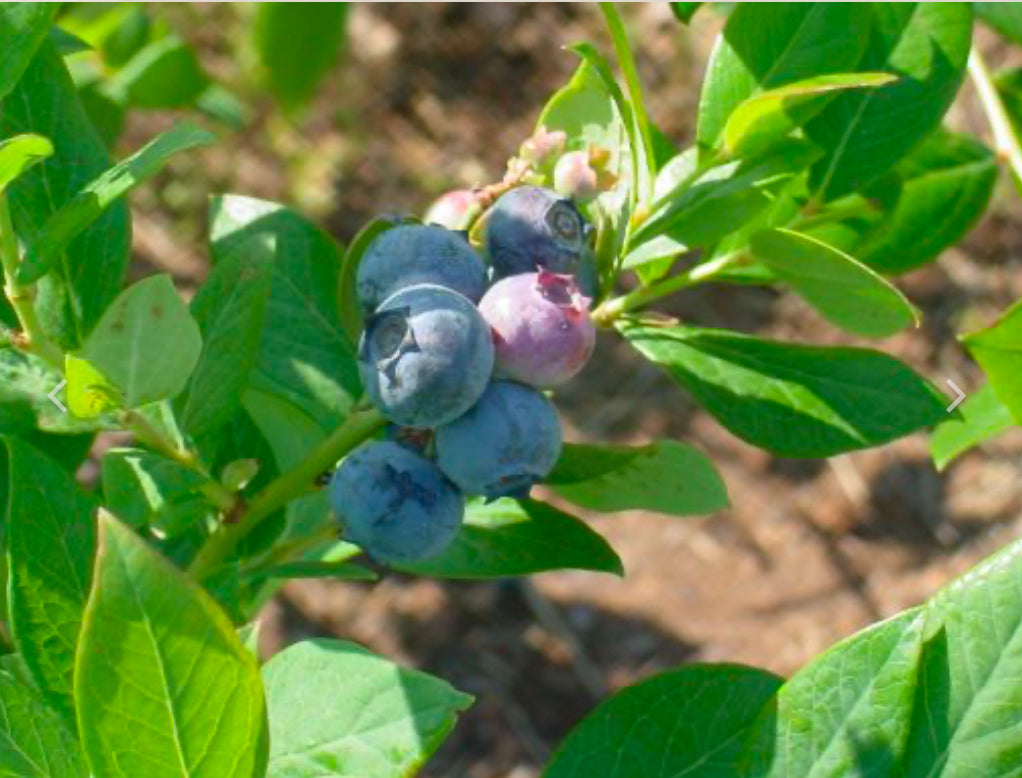 Suziblue Highbush Blueberry  3 Gallon