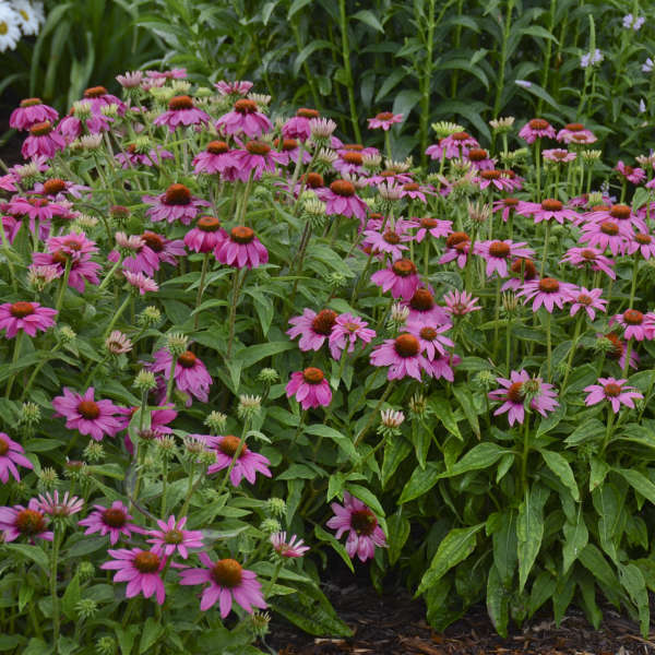 Echinacea x 'Balscrasux' Double Scoop™ Raspberry Deluxe Coneflower 1g