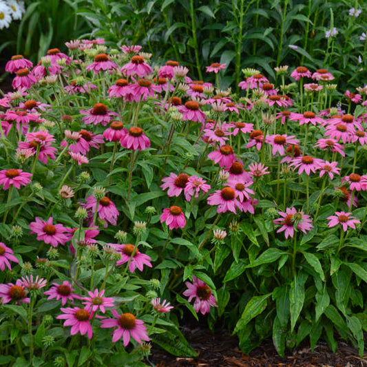 Echinacea x 'Balscrasux' Double Scoop™ Raspberry Deluxe Coneflower 1g