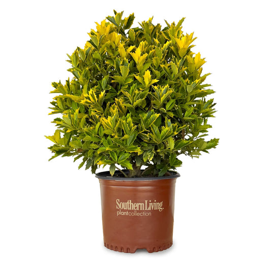 Ilex x 'Magden' PP30451 Golden Oakland® Holly 15g