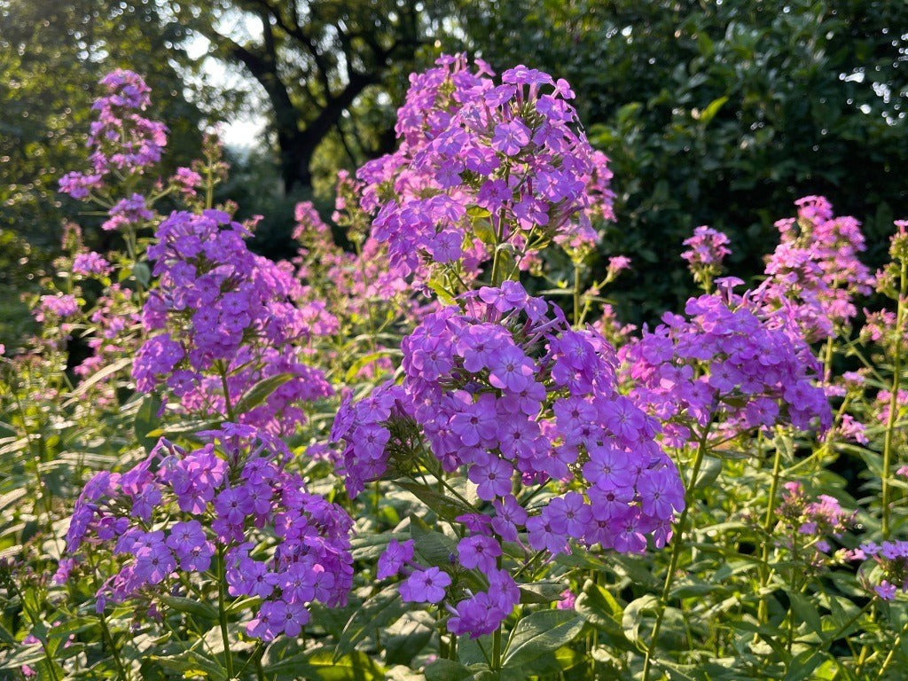 Phlox paniculata 'Jeana' Jeana Garden Phlox 1g