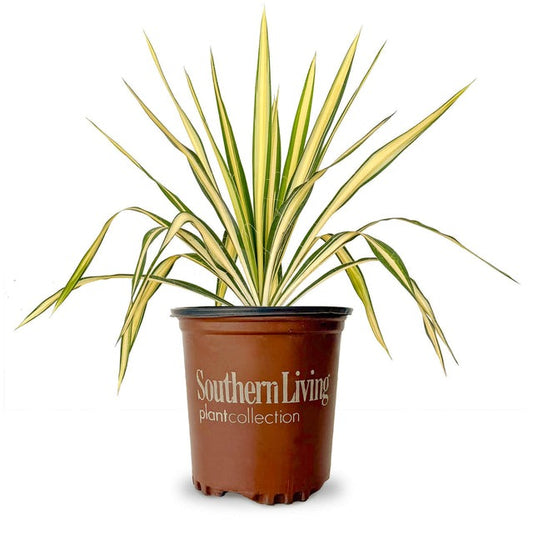 Yucca filamentosa 'Color Guard' Color Guard Adam's Needle (3g)
