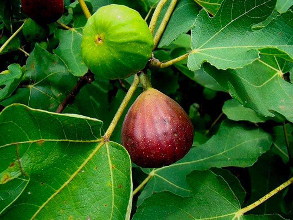 Celeste Fig 3g