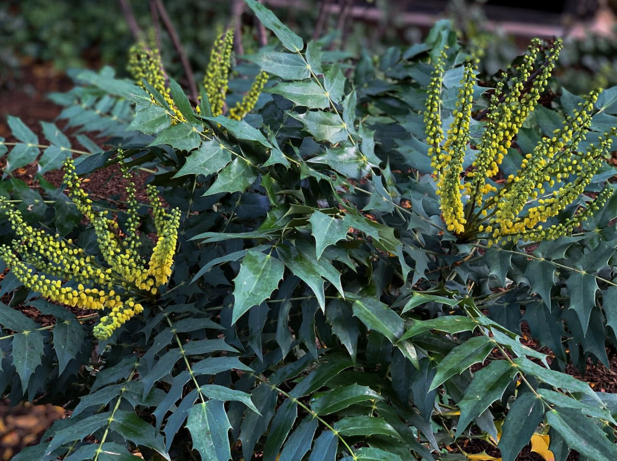 Mahonia x media 'Marvel' PP27425 Marvel Mahonia 3g