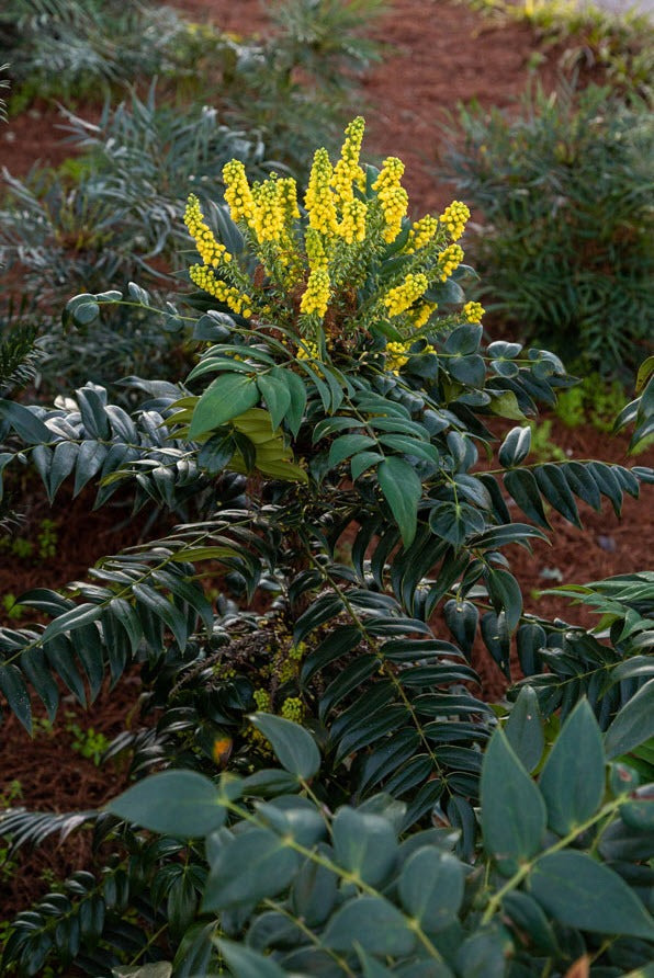 Mahonia x media 'Marvel' PP27425 Marvel Mahonia 3g