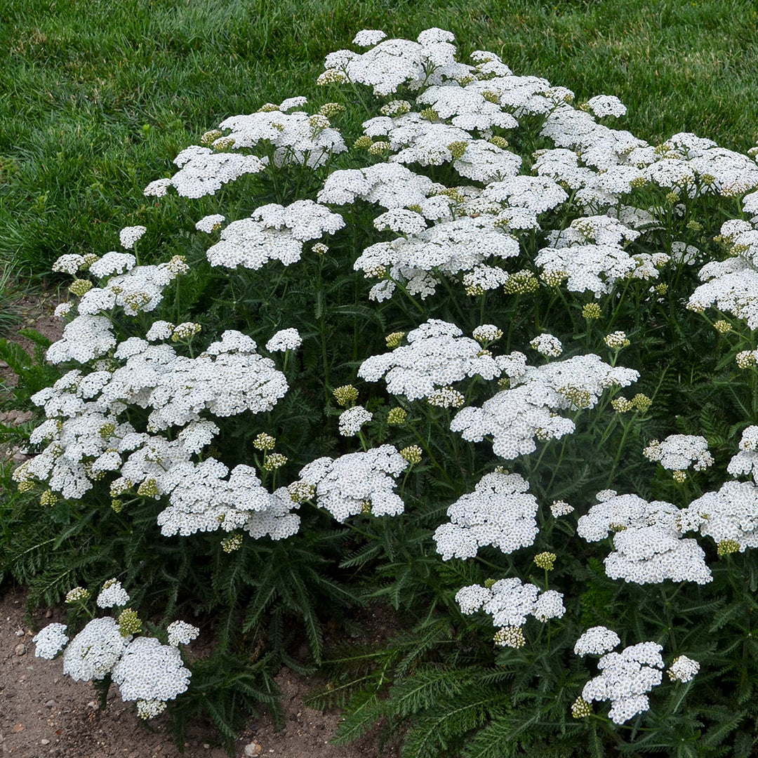 Achillea hybrid PP32986 'Firefly Diamond' Firefly Diamond Yarrow 1 Gallon