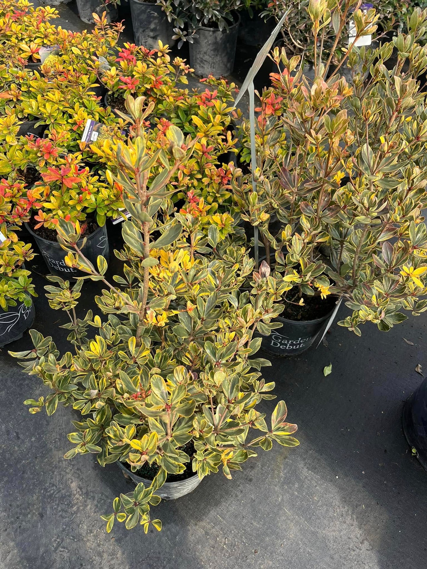 Ternstroemia Gymnathera ''WMN-01'' Crown Jewels™ Cleyera
