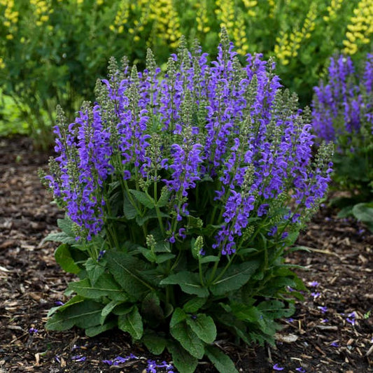 Salvia 'Midnight Model' PP29498 Fashionista® Midnight Model Blue Salvia 1g