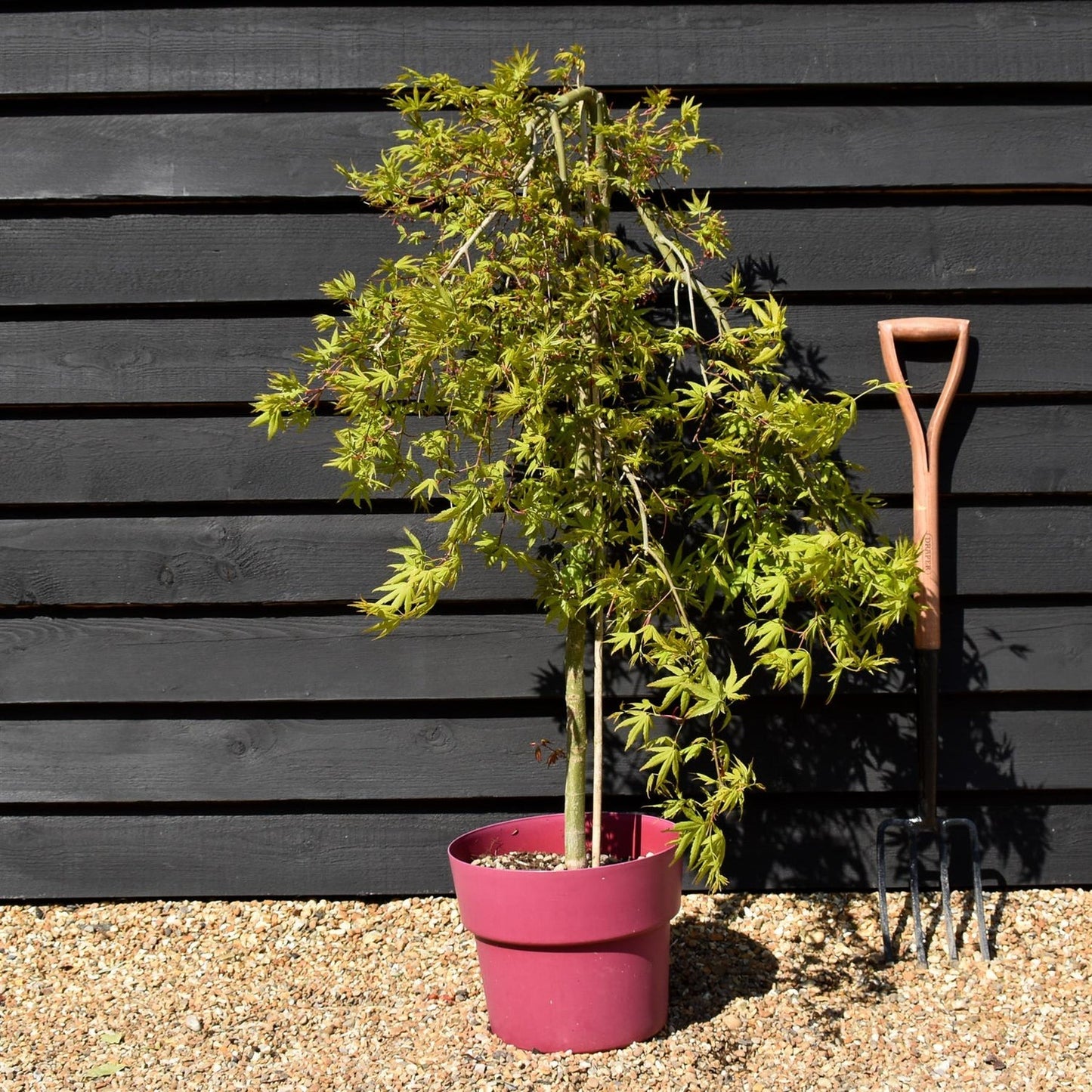 Acer palmatum 'Ryusen' Ryusen Japanese Maple 15g