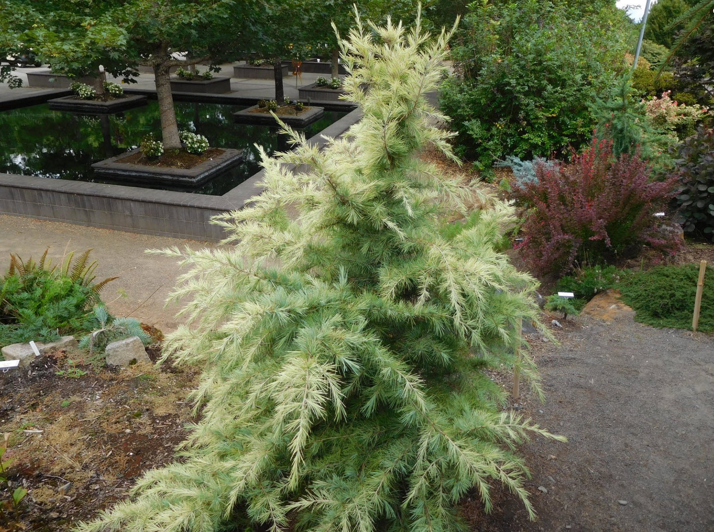 Cedrus deodara 'Snow Sprite' Snow Sprite Deodar Cedar 6 Gallon