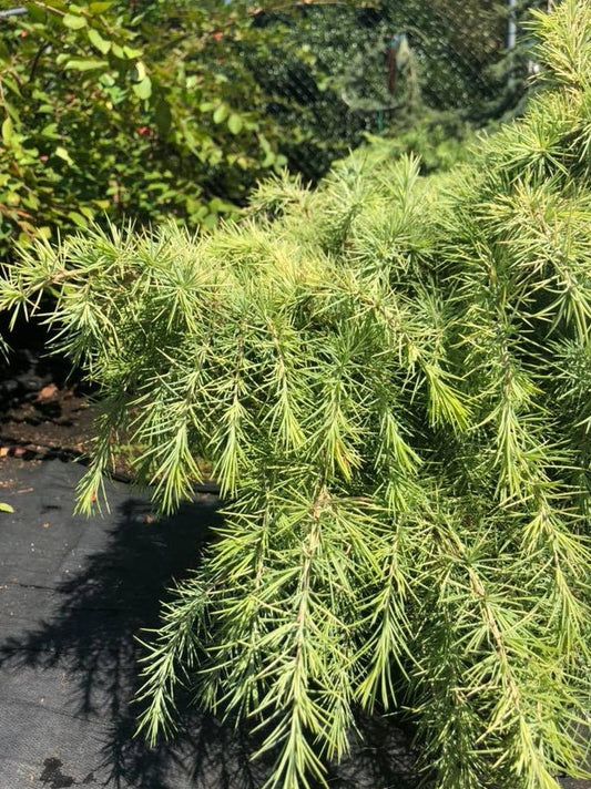 Cedrus deodara 'Snow Sprite' Snow Sprite Deodar Cedar 6 Gallon