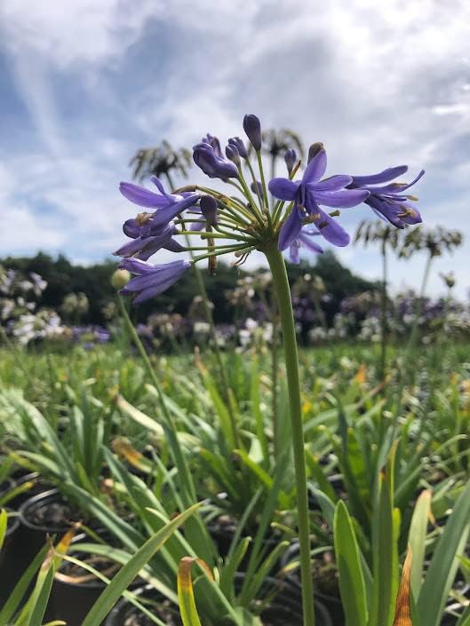 Agapanthus hybrid ‘ANDBIN’ PP26336 Sapphire™ Agapanthus 1 Gallon