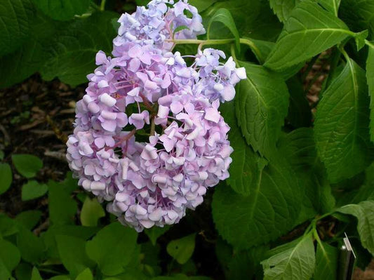 Hydrangea mac. 'Bailmer' PP15298 Endless Summer® The Original Hydrangea 3 Gallon