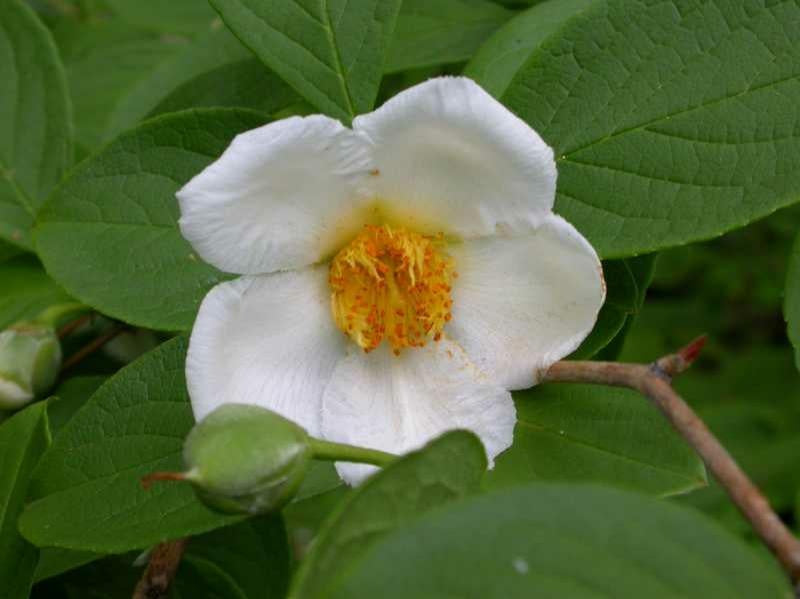 Stewartia pseudocamellia Japanese Stewartia 15 Gallon