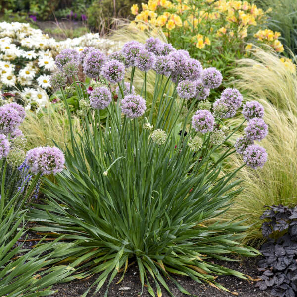 Allium 'Bubble Bath' PP35333 Bubble Bath Flowering Onion 1g