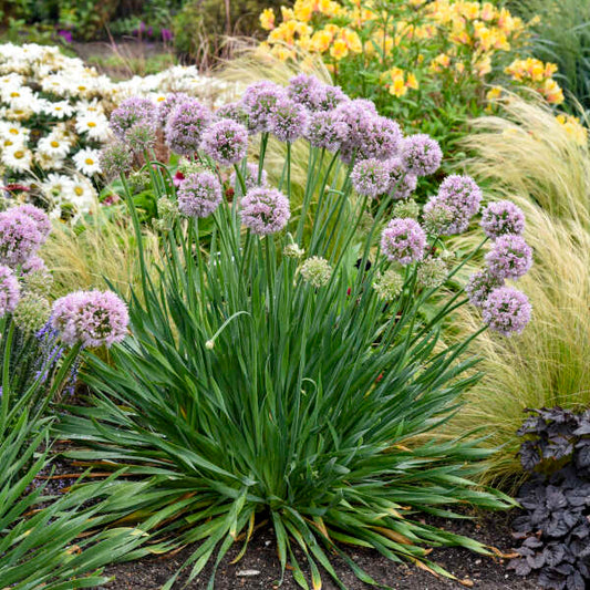 Allium 'Bubble Bath' PP35333 Bubble Bath Flowering Onion 1g