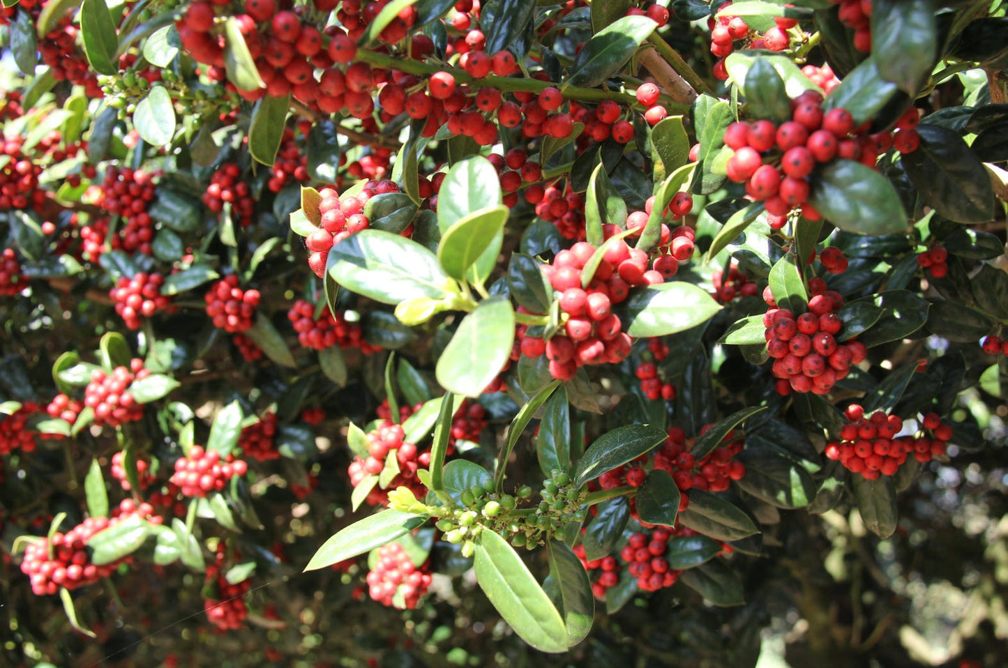 Ilex cornuta 'Dwarf Burfordii' Dwarf Burford Holly