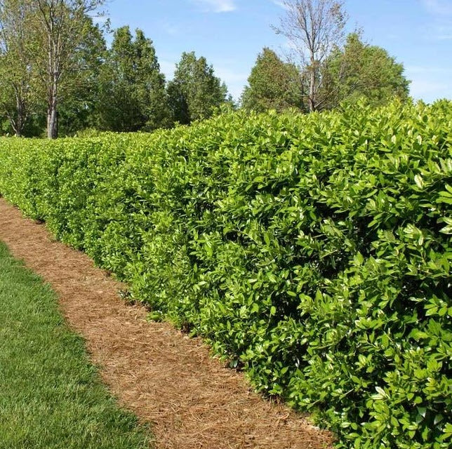 Ilex cornuta 'Dwarf Burfordii' Dwarf Burford Holly
