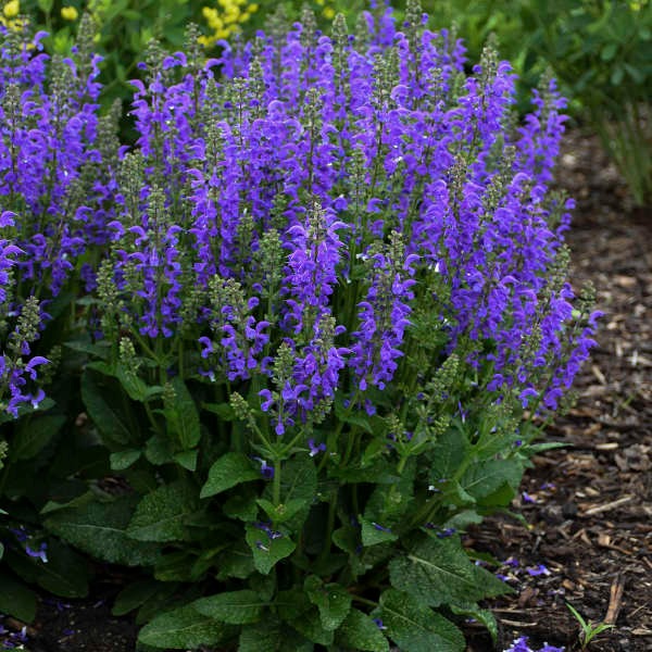 Salvia 'Midnight Model' PP29498 Fashionista® Midnight Model Blue Salvia 1g