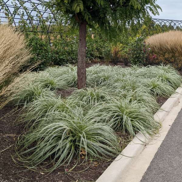 Carex ‘ET CRX01’ PP26199 Feather Falls™ Sedge 1g