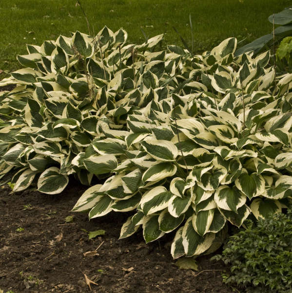 Hosta 'Patriot' Patriot Hosta 1g