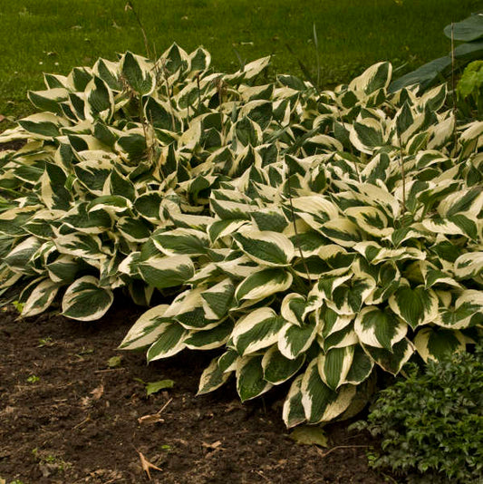 Hosta 'Patriot' Patriot Hosta 1g