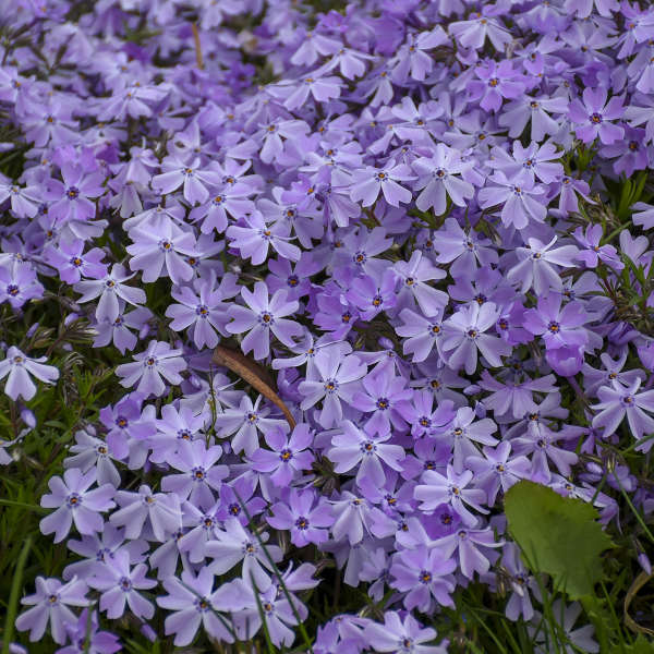 Phlox subulata 'Emerald Blue' Emerald Blue Creeping Phlox PINT