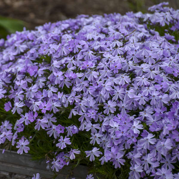 Phlox subulata 'Emerald Blue' Emerald Blue Creeping Phlox PINT