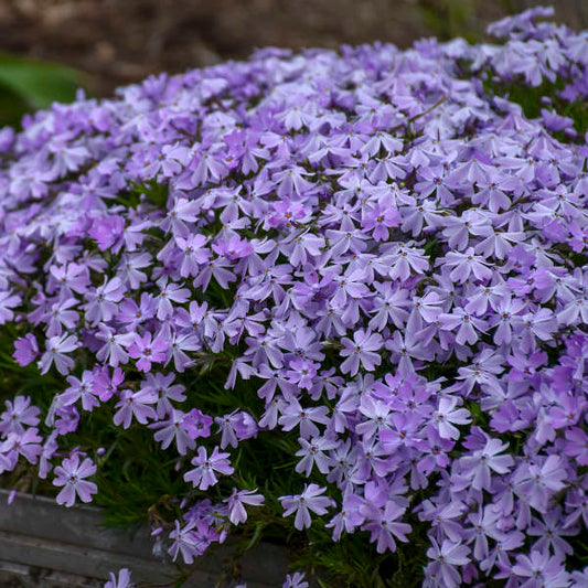 Phlox subulata 'Emerald Blue' Emerald Blue Creeping Phlox PINT