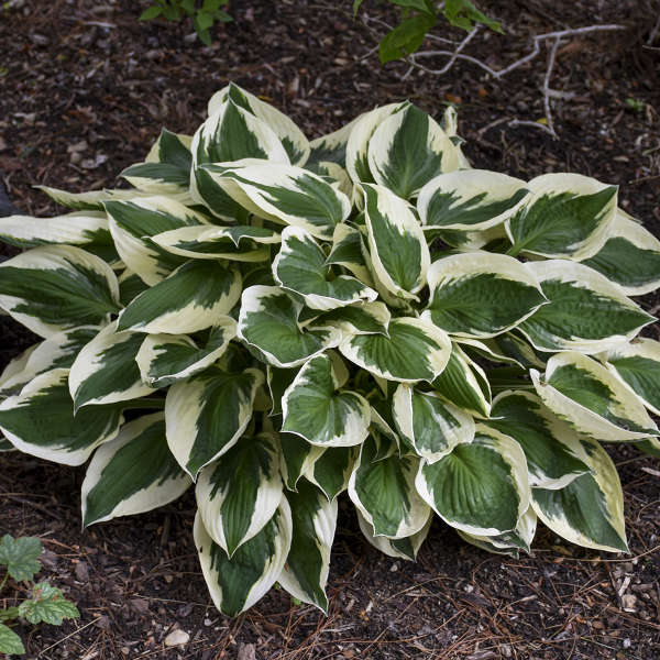 Hosta 'Patriot' Patriot Hosta 1g