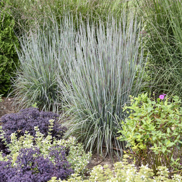 Schizachyrium scop. 'Prairie Blues' Prairie Blues Little Bluestem 1 Gallon