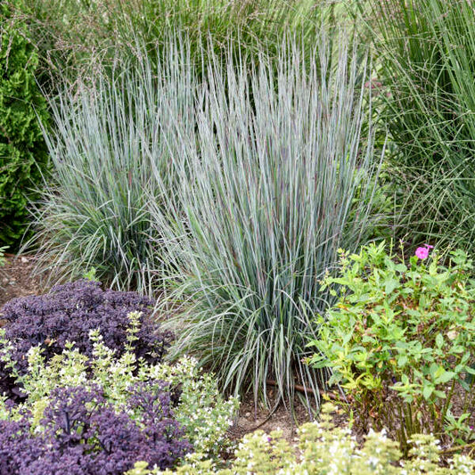 Schizachyrium scop. 'Prairie Blues' Prairie Blues Little Bluestem 1 Gallon