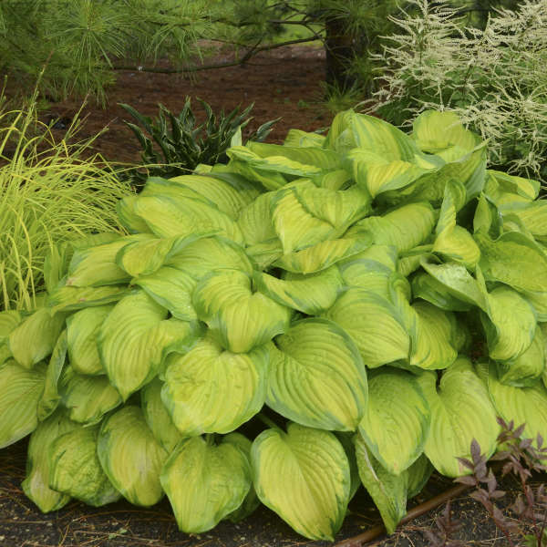 Hosta 'Stained Glass' Stained Glass Hosta