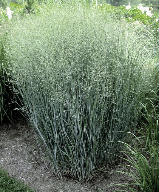 Panicum virgatum 'Heavy Metal' Heavy Metal Blue Switchgrass 3g